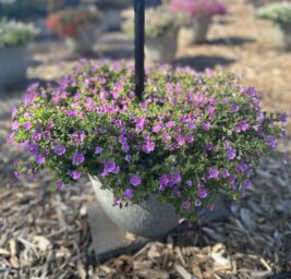 Scopia® Gulliver Pink