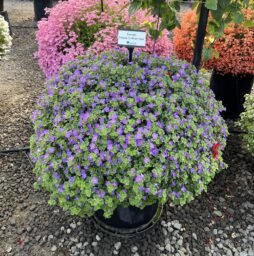 Scopia® Gulliver Blue Sensation
