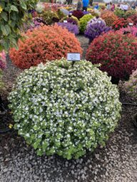 Scopia® Gulliver Dynamic White