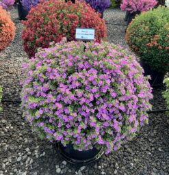 Scopia® Gulliver Pink