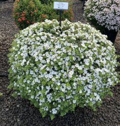 Scopia® Gulliver White Improved