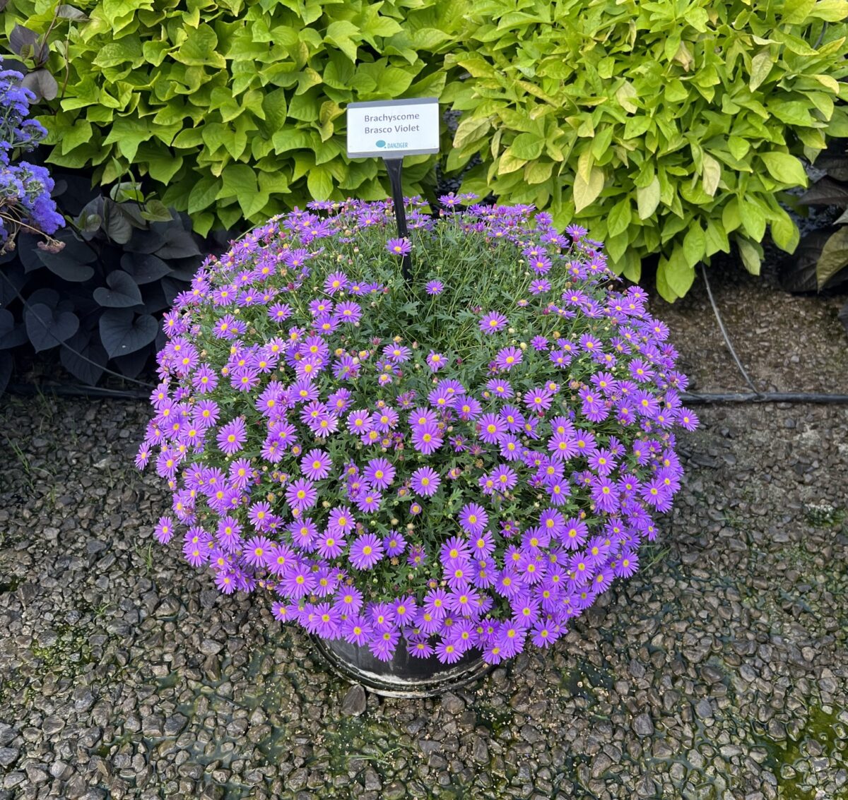 Brasco™ Violet