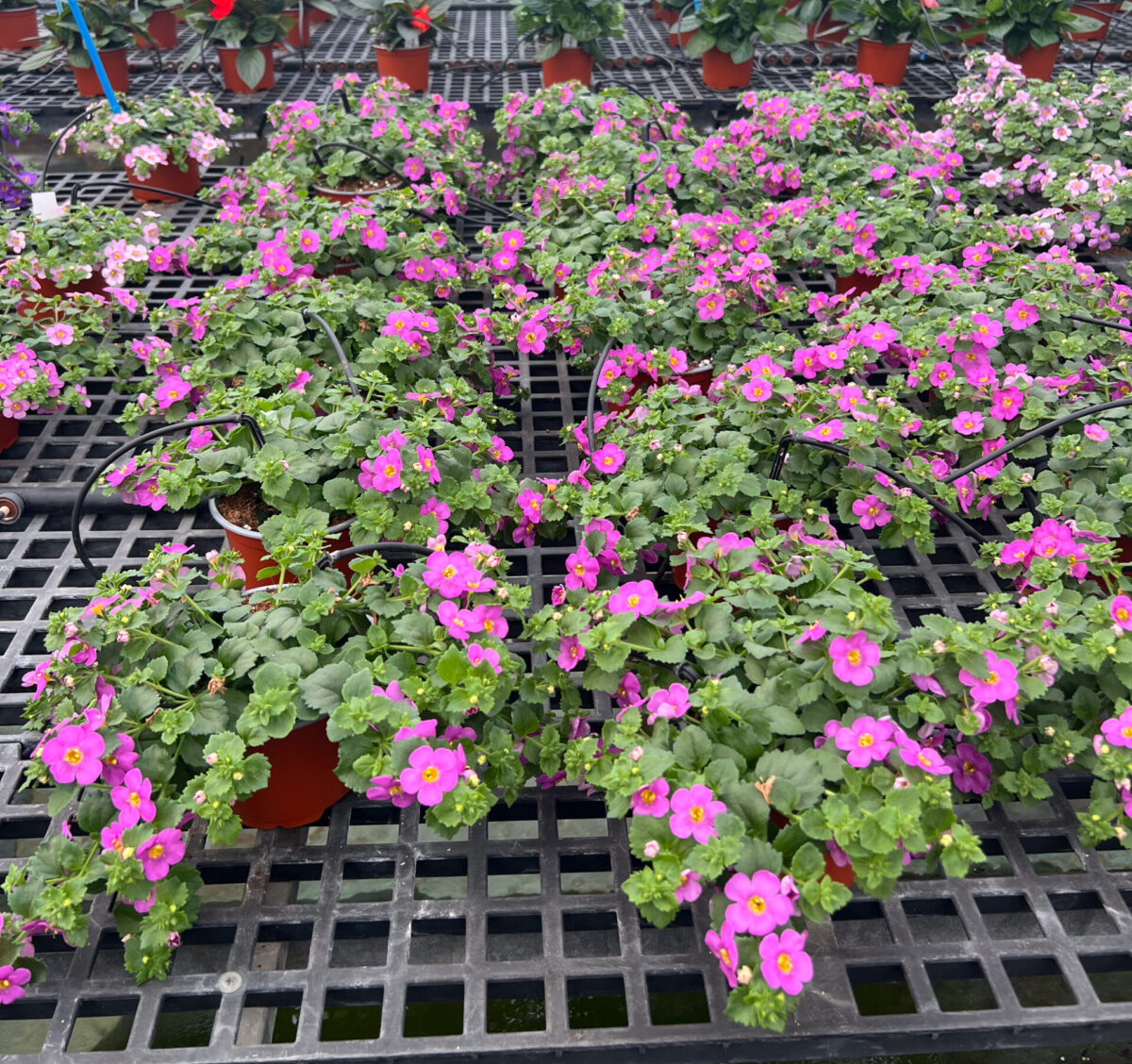 SCOPIA® GULLIVER™ Compact Rosa