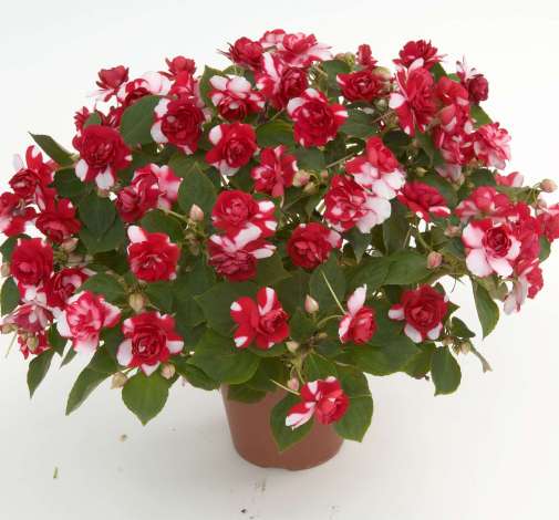 Musica® Bicolor Dark Red