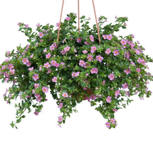 Scopia® Great Pink Beauty