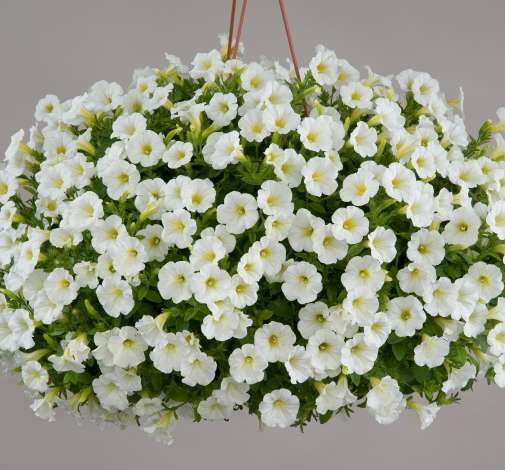 Littletunia® White Grace