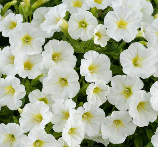 Littletunia® White Grace