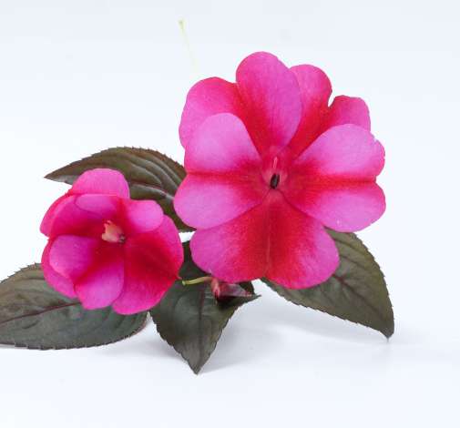 Harmony® Fuchsia Cream