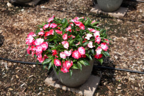 Hamony® Radiance™ Hot Pink