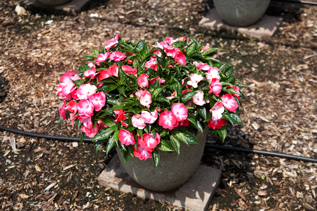 Hamony® Radiance™ Hot Pink