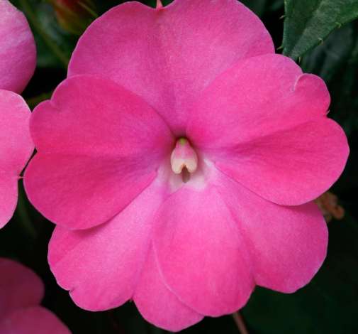 SunPatiens® Compact Hot Pink