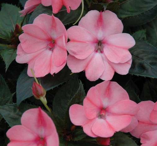 SunPatiens® Compact Blush Pink