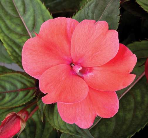 SunPatiens® Compact Deep Rose