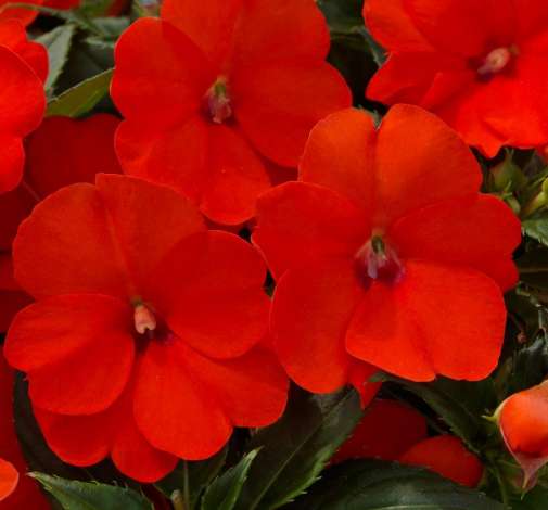 SunPatiens® Compact Electric Orange