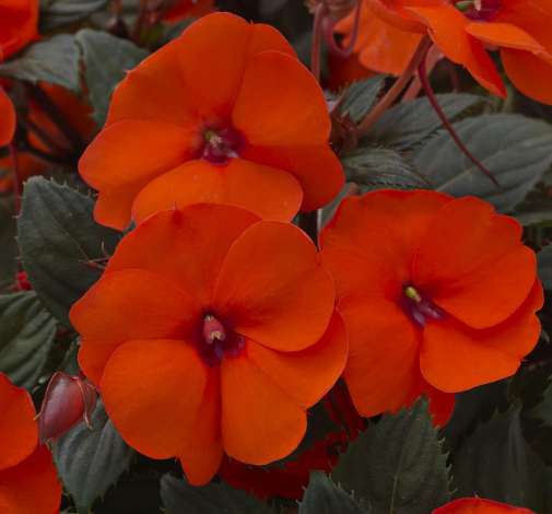SunPatiens® Compact Hot Coral