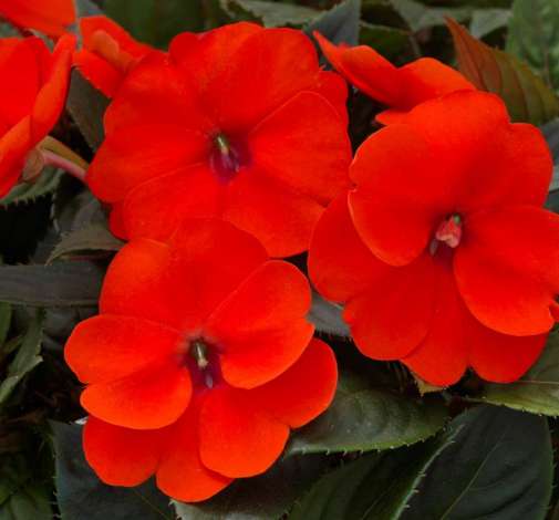 SunPatiens® Compact Orange