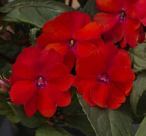 SunPatiens® Compact Red