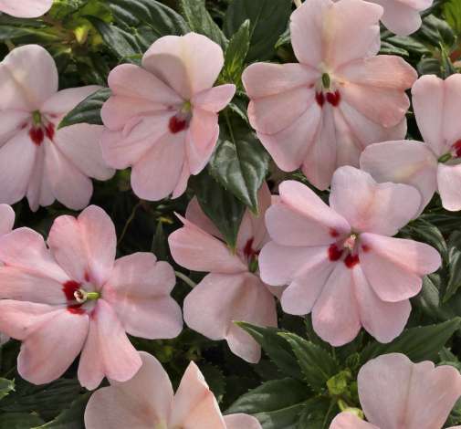 SunPatiens® Vigorous Pink Kiss