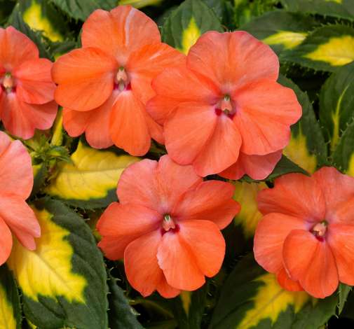 SunPatiens® Vigorous Tropical Salmon