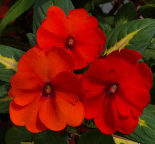 SunPatiens® Vigorous Tropical Orange Imp.