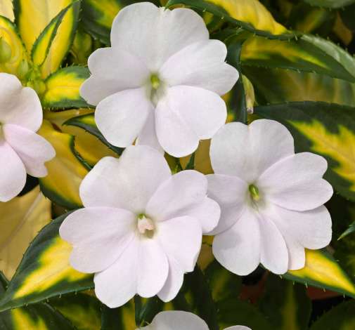 SunPatiens® Vigorous Tropical White