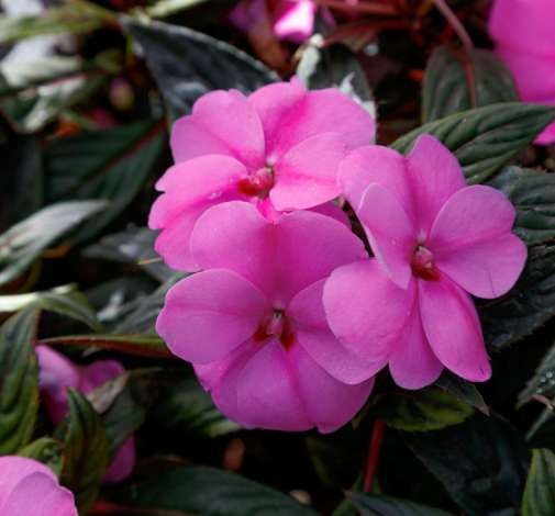 SunPatiens® Vigorous Lavender Splash