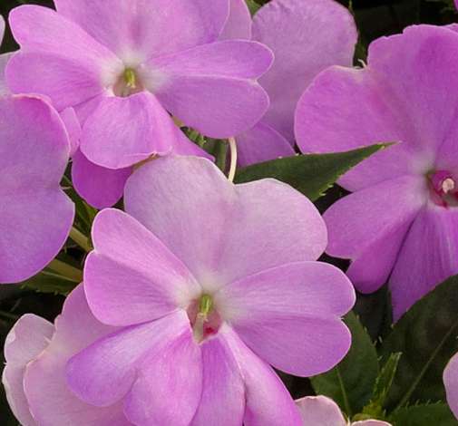 SunPatiens® Vigorous Orchid