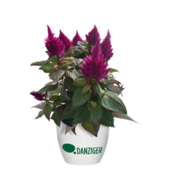 Kelos™ Fire Purple
