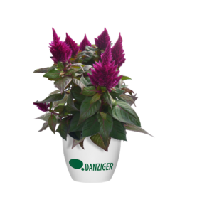 Kelos™ Fire Purple