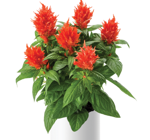 Kelos™ Fire Orange