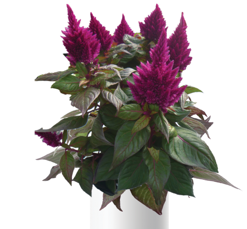 Kelos™ Fire Purple