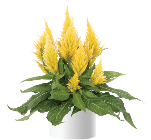 Kelos™ Fire Yellow