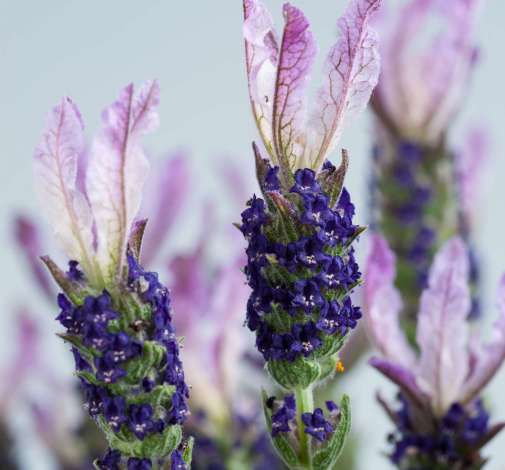 Laveanna™ Grand Purple