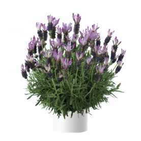 Laveanna™ Grand Purple