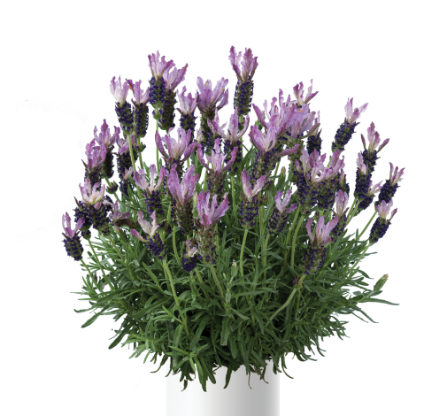 Laveanna™ Grand Purple