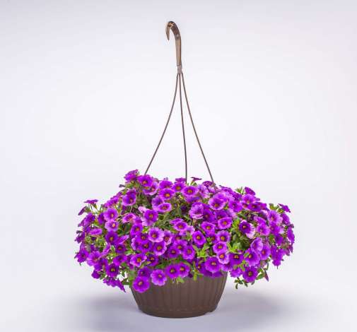 Lia™ Blue