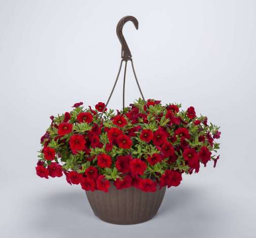 Lia™ Dark Red