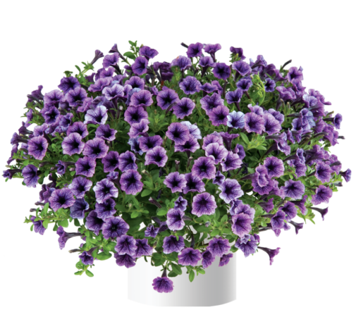 Littletunia® Blue Vein