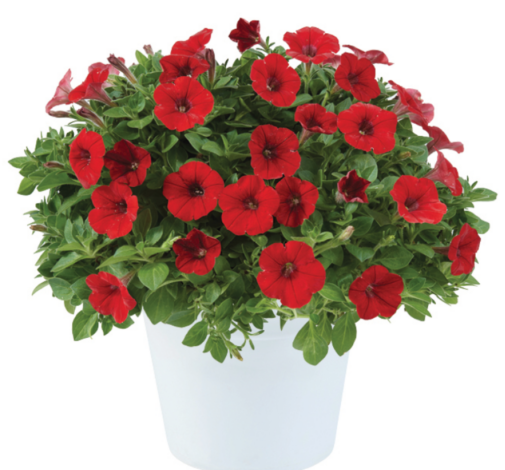 Littletunia® Bright Red