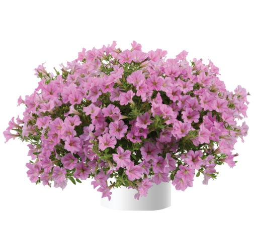Littletunia® Pink