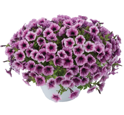 Littletunia® Pink Splash