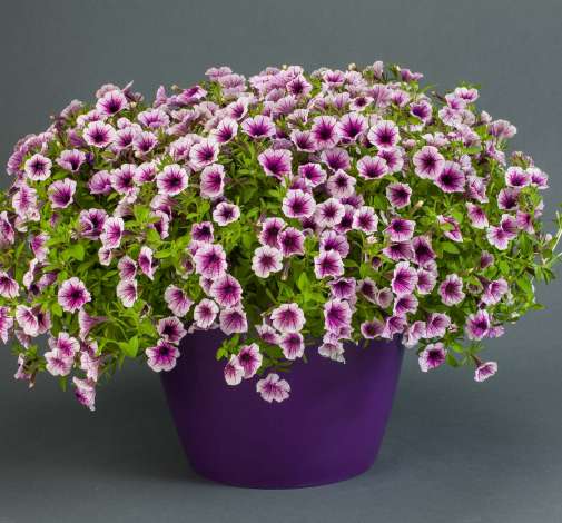 Littletunia® Pink Splash
