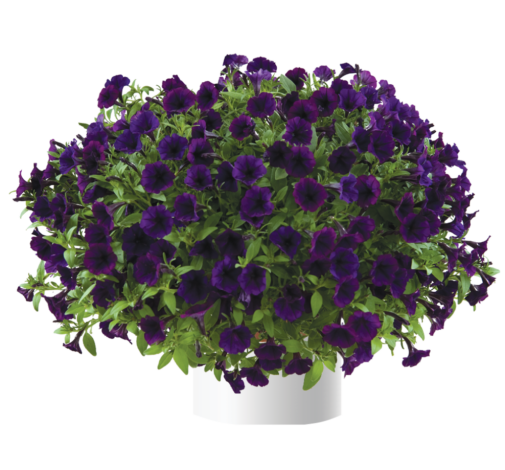 Littletunia® Purple Blue