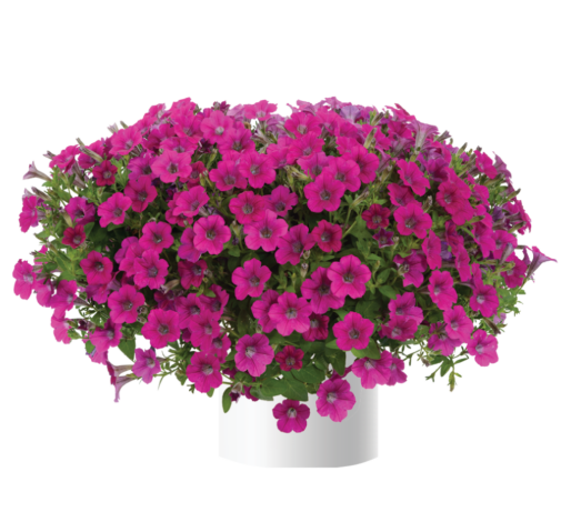Littletunia® Rose