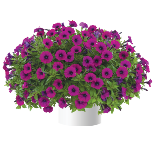Littletunia® Shiraz