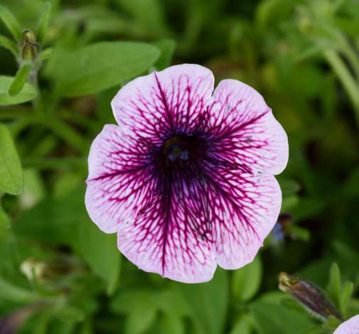Littletunia® Pink Splash