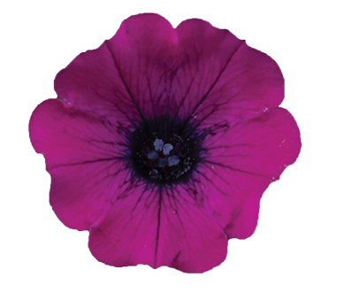 Littletunia® Shiraz