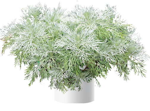 MAKANA™ Silver
