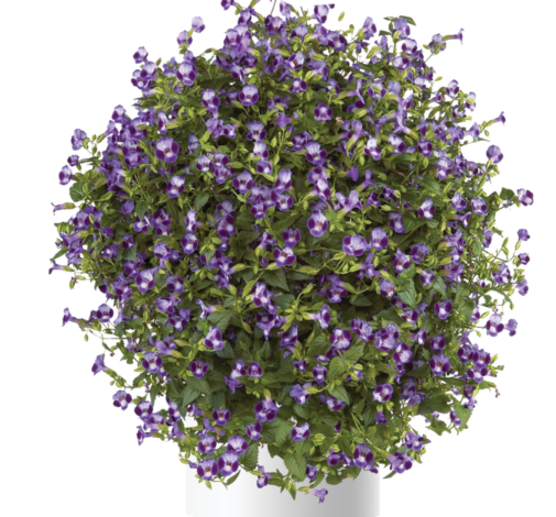 Purple Moon™