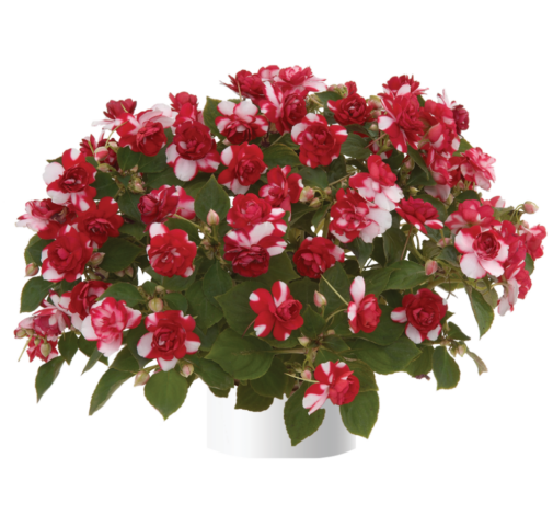 Musica® Bicolor Dark Red